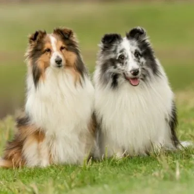 Sheltie Characteristics