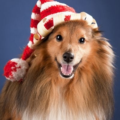 Sheltie Personality