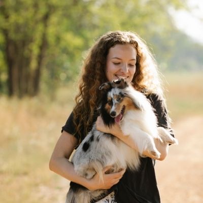 Sheltie Grooming