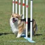 Pembroke Welsh corgi puppies: The Ultimate Guide to Training