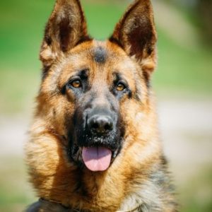 German Shepherd Eye Problems – Shepherddogsite