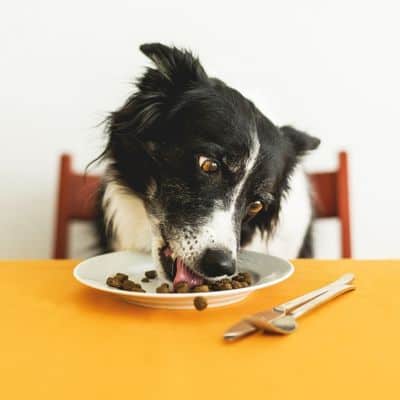Dog Food for Sensitive Stomachs