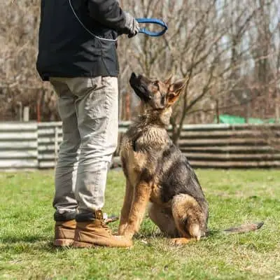 German shepherd Puppies Obedience Training