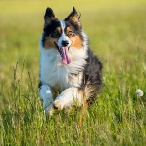 Australian Shepherd Behavior Problems – Shepherddogsite