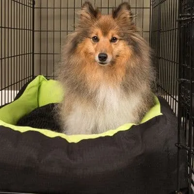 Best dog Crate for dogs with Separation Anxiety