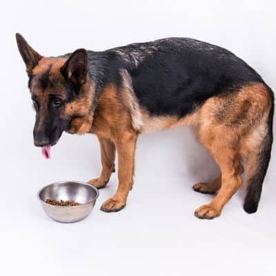 Best Dog Food For Hip Dysplasia