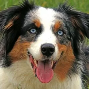 Australian Shepherd Puppy Blue Eyes - shepherddogsite