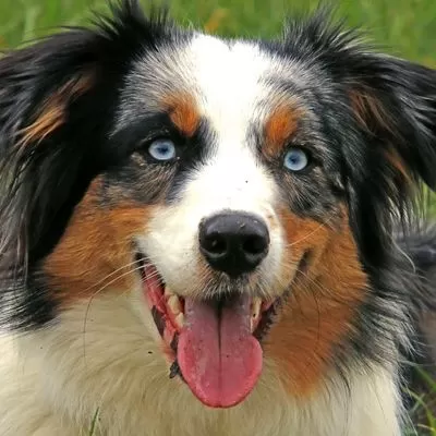 aussie shepherd puppy blue eyes
