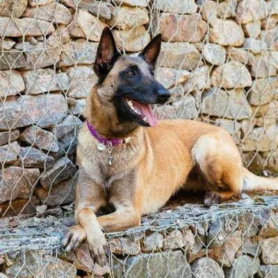 belgian malinois stomach issues
