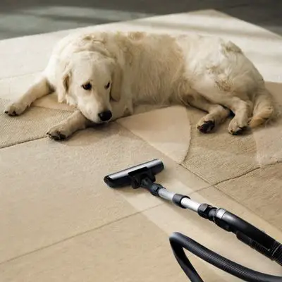 Best Vacuum for Dog Hair and Allergies
