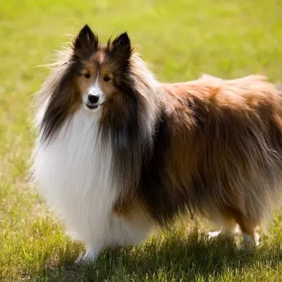 What are Sheltie Dogs