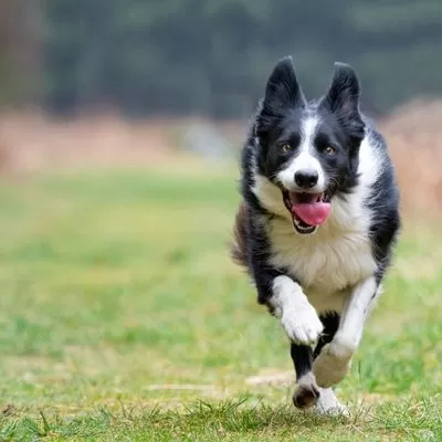 Border Collie Breathing Problems