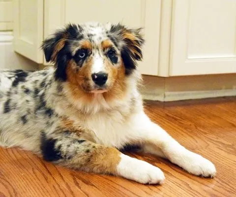  tri-color Australian shepherd