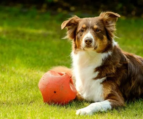 Red merles Australian shepherd 