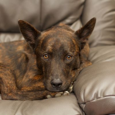 Dutch Shepherd Allergies