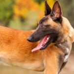 Are Belgian Malinois Double Coated?