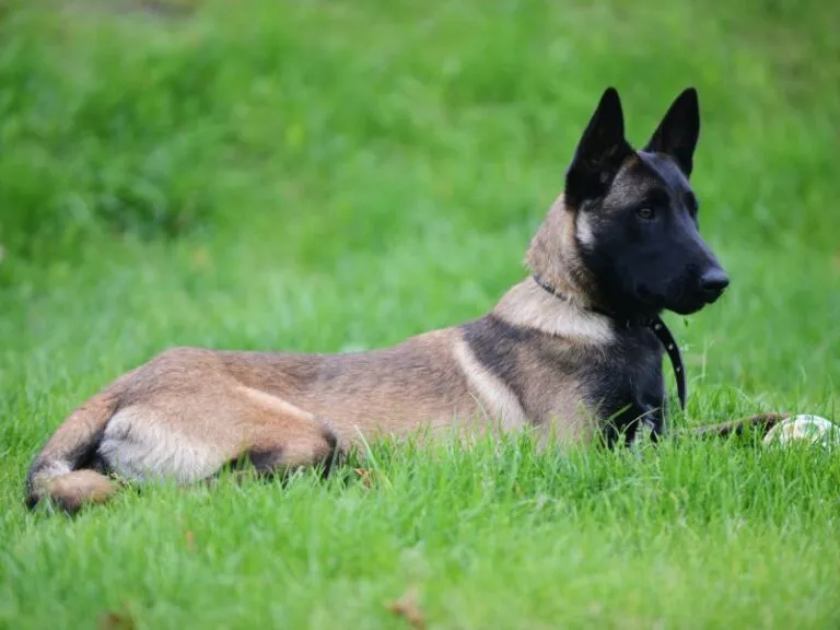 Are Belgian Malinois Double Coated? – Shepherddogsite