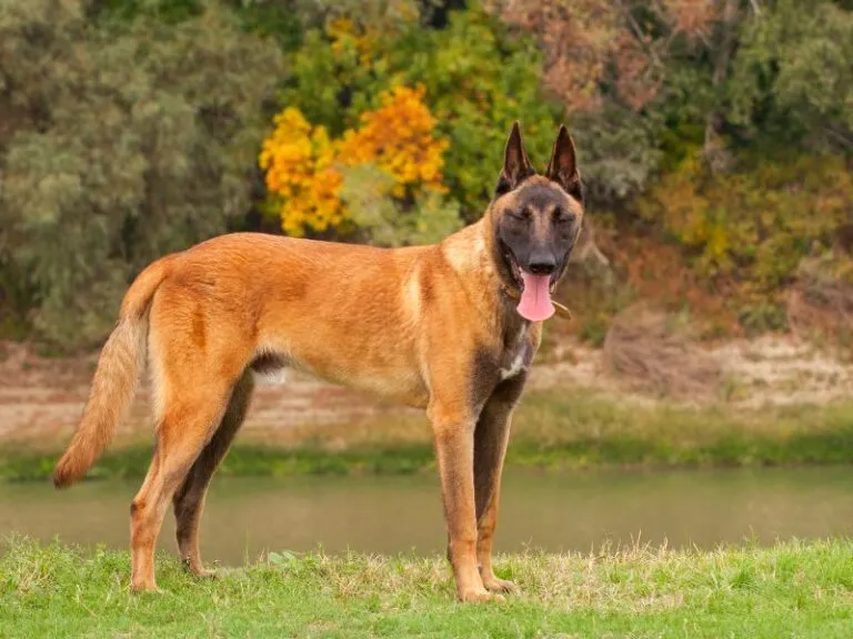 Are Belgian Malinois Double Coated