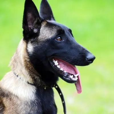 How to Help Belgian Malinois with teeth Problems