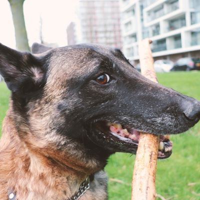 Why Do Belgian Malinois Chatter Their Teeth?