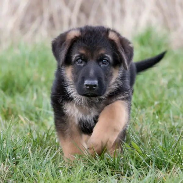 German shepherd Puppy Fear Periods