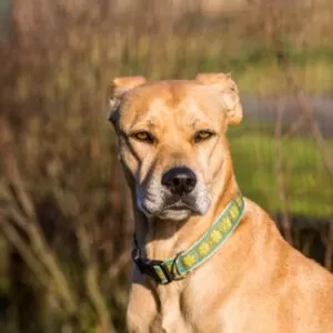 Belgian Malinois Pitbull Mix - shepherddogsite