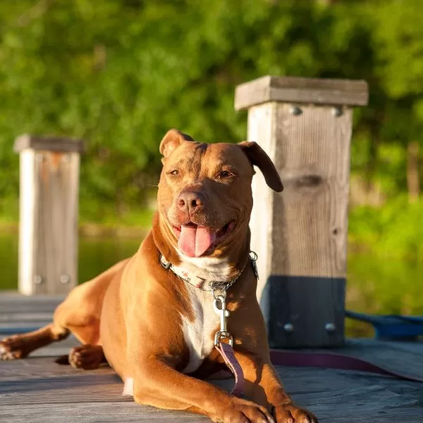 Belgian Malinois Pitbull mix Origin