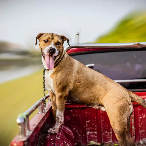 Belgian Malinois Pitbull mix Appearance