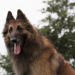 Belgian Tervuren