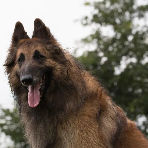 Belgian Tervuren