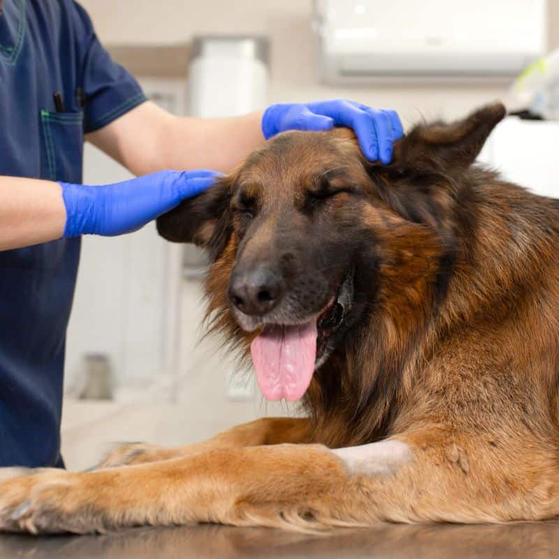 Health Concerns for German Shepherds