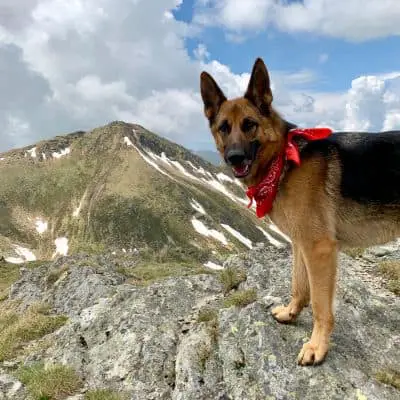 what do German shepherds like the most