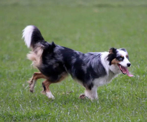 Common Old Age Problems in Australian Shepherds?