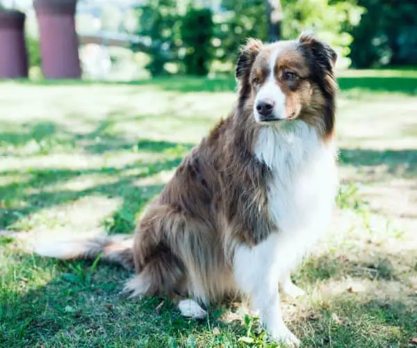 How to Help Your Australian Shepherd Navigate Old Age