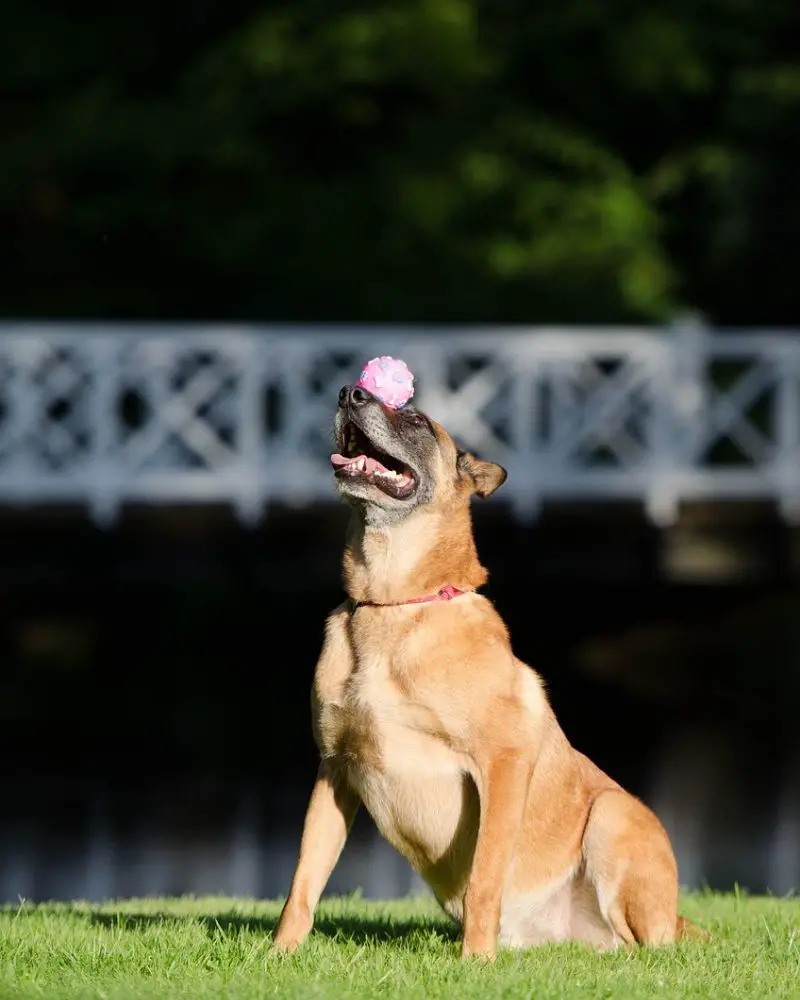 belgian malinois training