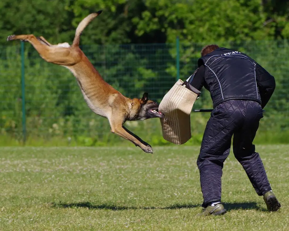 belgian malinois temprament