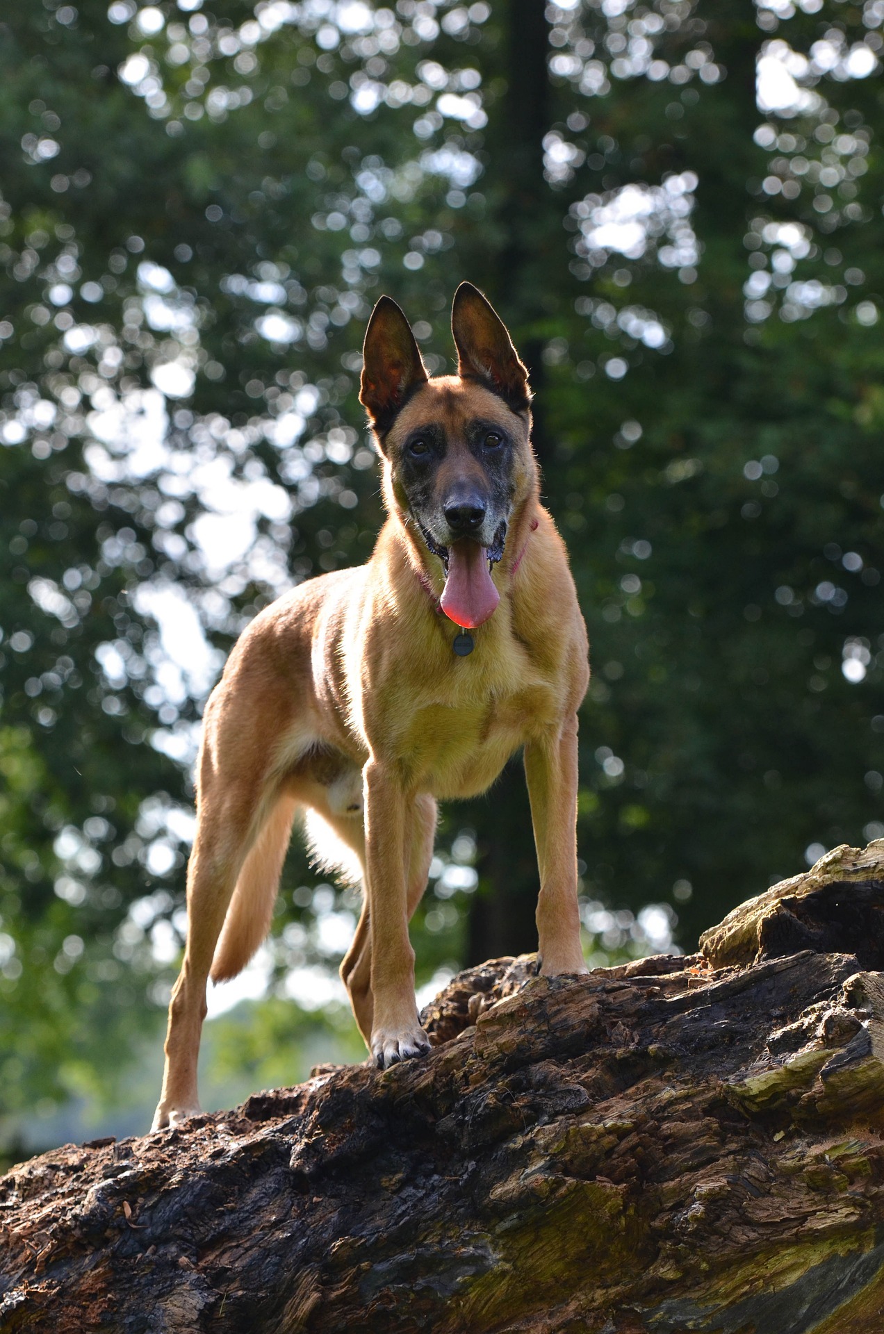 Which Is Better Male Or Female Belgian Malinois